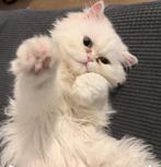 dekking door de kater, Dieren en Toebehoren, Katten en Kittens | Raskatten | Langhaar, Kater, Met stamboom