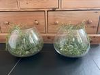 2 glazen vazen gevuld met vetplant, Ophalen, Vetplant, Halfschaduw, In pot