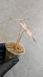 Alocasia Nobilis Pink Variegata, Huis en Inrichting, Kamerplanten, Ophalen of Verzenden, Halfschaduw, Minder dan 100 cm