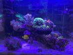 Zee-aquarium - levende haven - apparatuur, Ophalen, Gebruikt, Gevuld zeewateraquarium