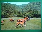 (1709) Dierenkaart: PAARDEN, Verzamelen, Ansichtkaarten | Dieren, Verzenden, 1980 tot heden, Ongelopen, Paard