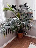 Mooie grote Kentia palm, Ophalen, Overige soorten, 150 tot 200 cm