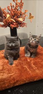Britse korthaar, Dieren en Toebehoren, Katten en Kittens | Raskatten | Korthaar, Kater