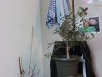 Olijfboom te koop, Huis en Inrichting, Ophalen, Zo goed als nieuw, Binnen