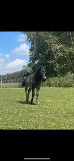 Super lieve shetlanders., Dieren en Toebehoren, Hengst, Minder dan 160 cm, Ontwormd, 0 tot 2 jaar