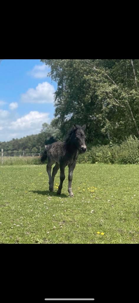 Super lieve shetlanders., Dieren en Toebehoren, Paarden, Hengst, Minder dan 160 cm, 0 tot 2 jaar, Ontwormd