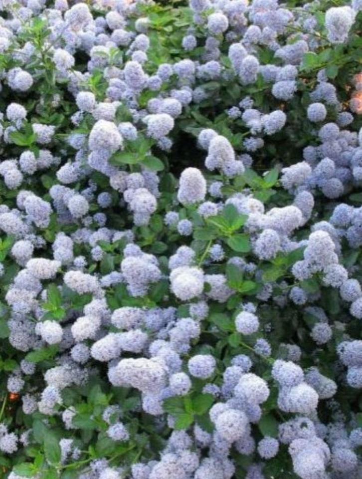 Amerikaanse sering - Ceanothus repens bodembedekker, Tuin en Terras, Planten | Tuinplanten, Vaste plant, Bodembedekkers, Halfschaduw