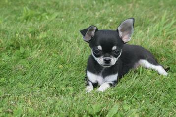 Chihuahua pups mooie keuze kort en langharige beschikbaar voor biedingen