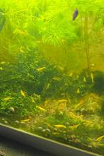Neocaridina davidi – Yellow (Sakura) garnalen., Dieren en Toebehoren, Ophalen, Nieuw, Overige typen