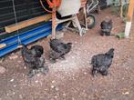 Brama, Dieren en Toebehoren, Pluimvee, Meerdere dieren, Kip