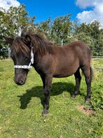 Appaloosa mini hengstje, Hengst, A pony (tot 1.17m), 0 tot 2 jaar