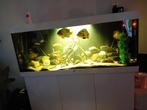 Aquarium, Dieren en Toebehoren, Vissen | Aquariumvissen, Vis, Zoetwatervis