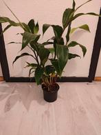 Hedychium kwangsiense, Tuin en Terras, Planten | Tuinplanten, Volle zon, Vaste plant, Zomer, Ophalen