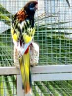 Rosella's    parkieten, Dieren en Toebehoren, Vogels | Parkieten en Papegaaien, Meerdere dieren, Parkiet, Geringd