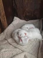 Ragdoll Kittens | 3 Poesjes - 1 Katertje, Dieren en Toebehoren, Meerdere dieren, Ontwormd, 0 tot 2 jaar