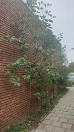 Boom. Zwarte els. 3 meter hoog, Ophalen, Volle zon, Overige soorten