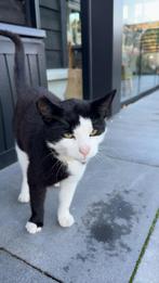 Huisje gezocht kater!, Dieren en Toebehoren, Katten en Kittens | Overige Katten, Kater