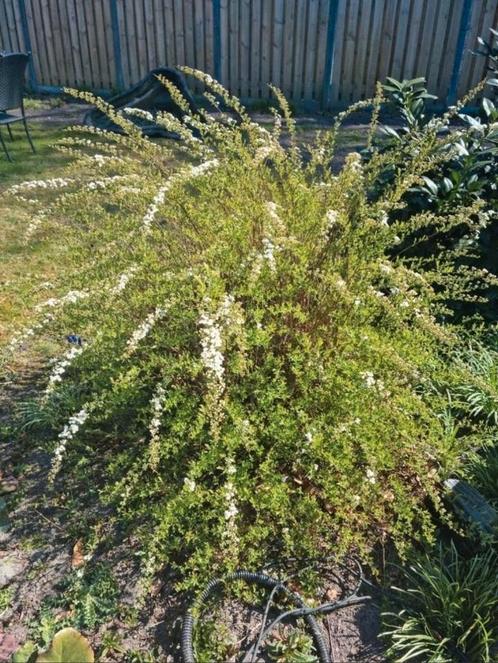 Nu poten Broodboom Skimmia bontbladige olijfwilg laurierkers, Tuin en Terras, Planten | Struiken en Hagen, Struik, Laurier, 100 tot 250 cm