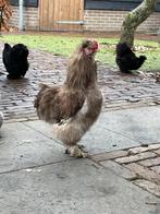 Twee gratis kriel zijdehoen hanen, Dieren en Toebehoren, Pluimvee, Mannelijk, Kip