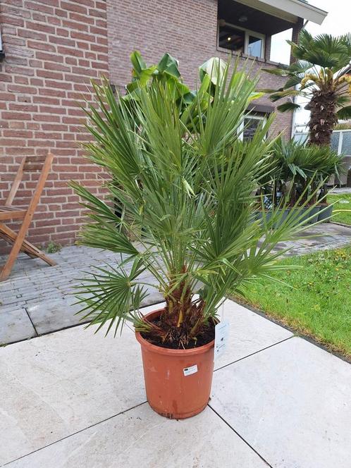 Chamaerops humilis, dwergpalm palmboom, Tuin en Terras, Planten | Tuinplanten, Overige soorten, Volle zon, Zomer, Ophalen