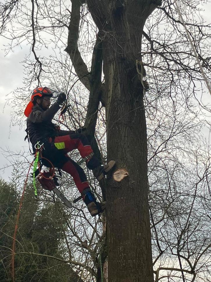 ,Moeilijke bomen snoeien/kappen dmv klimmen, Diensten en Vakmensen, Tuinmannen en Stratenmakers, Tuinonderhoud of Snoeiwerk
