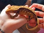 Wimpergekko vrouw, Dieren en Toebehoren, Reptielen en Amfibieën, Hagedis, 7 tot 10 jaar
