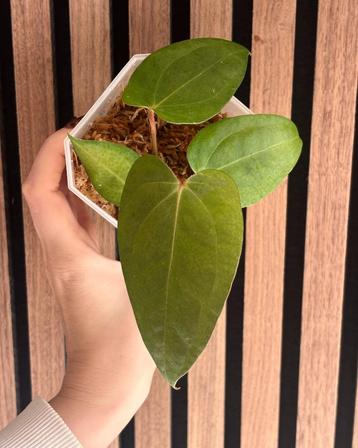 Anthurium Moodeanum x RVDP by Kartel Daun beschikbaar voor biedingen