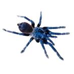 Pterinopelma sazimai, Dieren en Toebehoren, Spin of Schorpioen