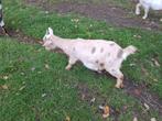 GEITEN, Dieren en Toebehoren, Vrouwelijk, Geit, 0 tot 2 jaar