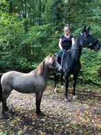 Gezonde 11-jarige rij- en menpony maat A, Dieren en Toebehoren, Ruin, Recreatiepony