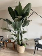 Grote Strelitzia Nicolai - 2.60m - Prachtige kamerplant!, Ophalen, 200 cm of meer, Overige soorten, Halfschaduw