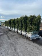 Laurier haag Portugese laurier haag haagplanten glansmispel, Ophalen, Laurier, 100 tot 250 cm