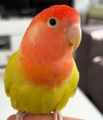 Agapornis vrouwlijk (Coco) Half tam, Dieren en Toebehoren, Vogels | Parkieten en Papegaaien, Vrouwelijk, Dwergpapegaai of Agapornis