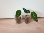 Baby alocasia Black Velvet, populaire kamerplanten, Overige soorten, In pot, Minder dan 100 cm, Groene kamerplant