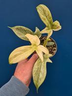 Philodendron Florida Ghost p12 (4), Huis en Inrichting, Kamerplanten, Ophalen of Verzenden, Halfschaduw, Minder dan 100 cm