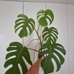 Monstera albo minder variegata grote stek, Ophalen, Overige soorten, Minder dan 100 cm