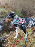 Jack russel dekreu met ice blue  ogen, Dieren en Toebehoren, Honden | Dekreuen, Rabiës (hondsdolheid), Reu, 1 tot 2 jaar, Eén hond