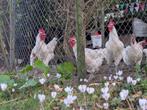 broedeieren Poule de Bresse, Dieren en Toebehoren, Pluimvee, Geslacht onbekend, Kip