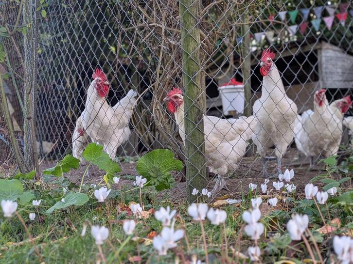 broedeieren Poule de Bresse, Dieren en Toebehoren, Pluimvee, Kip, Geslacht onbekend