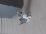 5 kittens, Dieren en Toebehoren, Katten en Kittens | Overige Katten