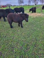 Shetland hengstveulen, Dieren en Toebehoren, Hengst