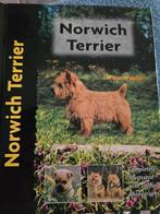 Norwich Terrier, Ophalen of Verzenden, Nieuw