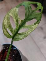 Monstera Adansonii variegata albo stekje, Ophalen