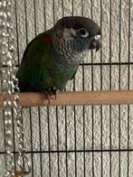 Baby Pyrrhura lepida coerulescens (man), Dieren en Toebehoren, Vogels | Parkieten en Papegaaien