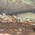 Porcellio Laevis Dairy Cow (isopod / pissebed), Dieren en Toebehoren, Overige soorten, 0 tot 2 jaar