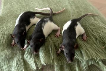 Rats INC. - !! UPDATE !!