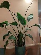 Grote Strelitzia Nicolai in Turquoise Pot - 1.60m+, Ophalen, Overige soorten, Halfschaduw, In pot