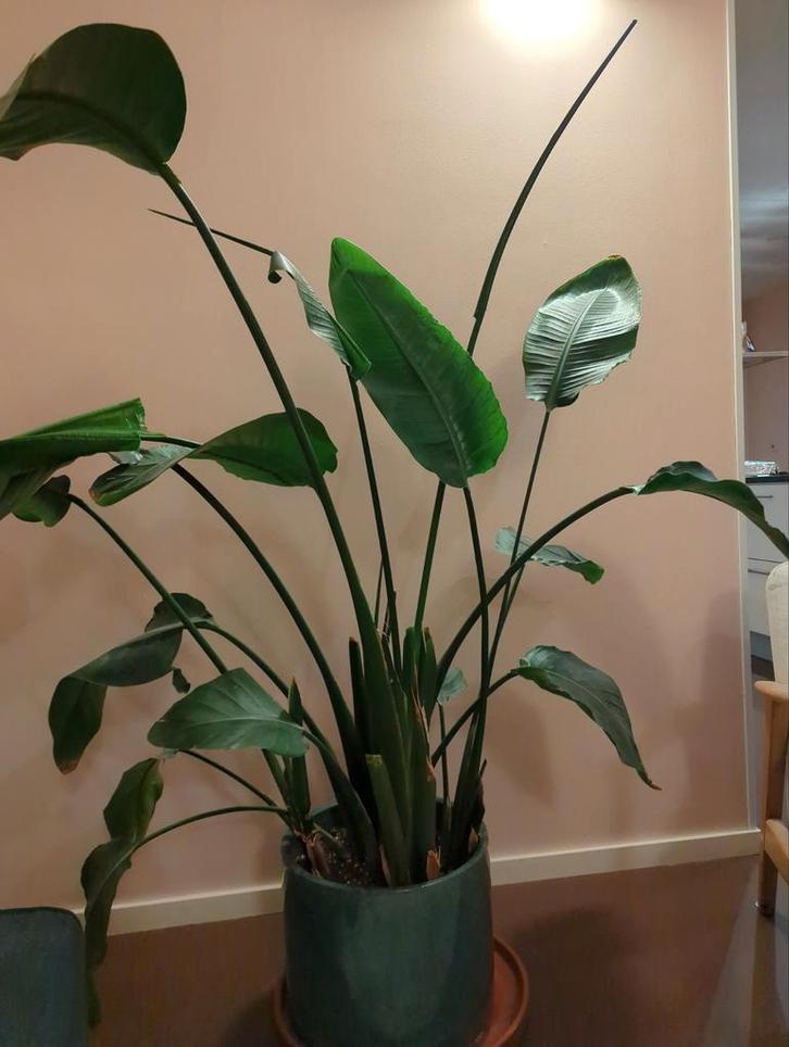 Grote Strelitzia Nicolai in Turquoise Pot - 1.60m+, Huis en Inrichting, Kamerplanten, Overige soorten, 150 tot 200 cm, Groene kamerplant