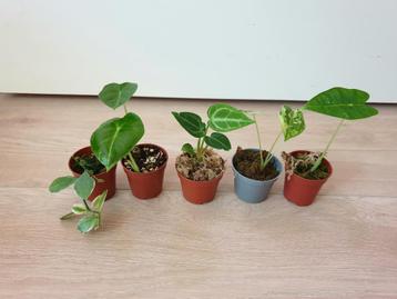 Set baby plantjes, mini planten, kamerplantjes, anthurium beschikbaar voor biedingen