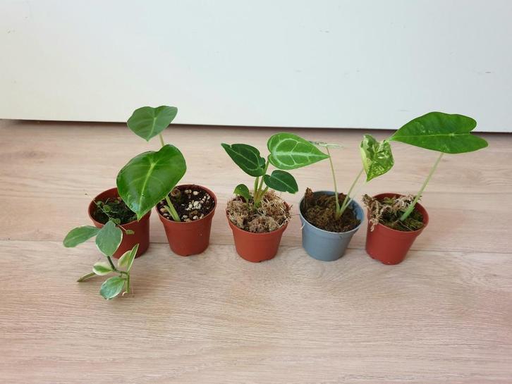 Set baby plantjes, mini planten, kamerplantjes, anthurium, Huis en Inrichting, Kamerplanten, Overige soorten, Minder dan 100 cm